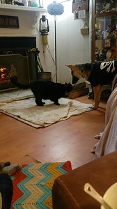 1.1K views · 80 reactions | Kitty friendly Kela is a gorgeous,...