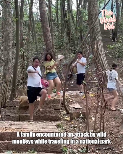 Family Attacked by Wild Monkeys During National Park Trip 🐒 | The Viral Vid