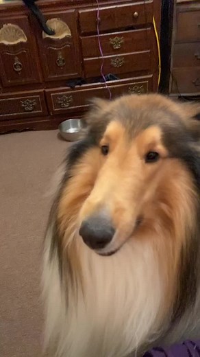 Service Dogs: Understanding the Collie Breed and Their Role