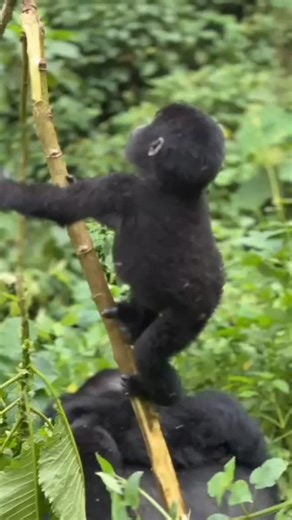mountain gorillas in the wild forests of Uganda 🇺🇬 and Rwanda 🇷🇼 is more than a trek — it’s a life-changing encounter. Misty jungles, quiet steps, and a moment of eye contact you will never forget. Ready for your own gorilla experience? 🌍 Website: Kisembosimbauganda.com 📧 Email: kisemlsimbauganda@gmail.com 📱 WhatsApp: 256 773 286136 #GorillaTrekking #VisitUganda #VisitRwanda #WildlifeAdventure #BucketListAfrica PrimateExperience EcoTourism LuxuryTravelAfrica TravelAfrica GorillaExperience