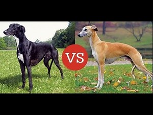 greyhound or whippet | who is more faster