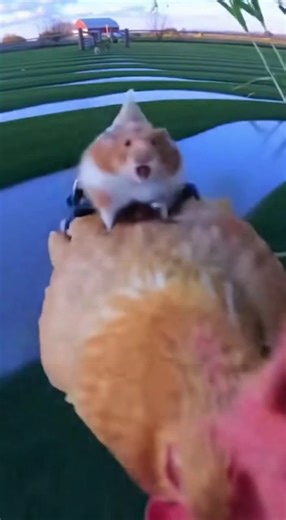 Fast & Furious farm version | Lifestyle daily