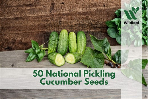 50 Spacemaster 80 Cucumber Seeds for Planting Compact Variety - Etsy