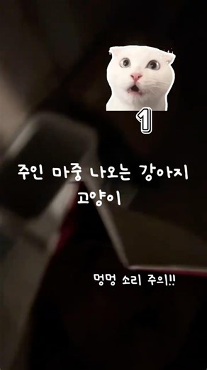 마중나오는 고양이 강아지 My cat and dog always come to greet me when I get home