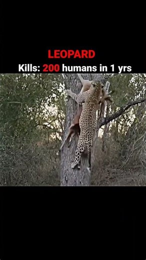 5 most dangerous Big cat in the history #viral #shorts #youtube #video