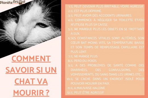 Comment savoir si un chat va mourir ? - 12 symptômes