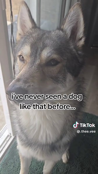 Conoce al Tamaskan: un perro impresionante y único