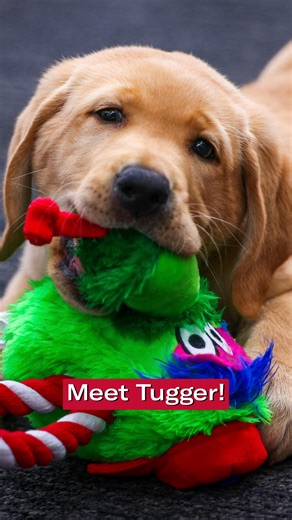 phillies on Instagram: "Introducing Tugger 🥹"