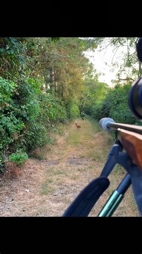 DEER 🦌🥶 stand front me #hunting #deer #wildlife #chase