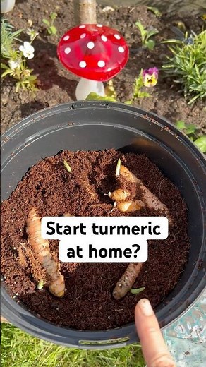Start Turmeric at Home and Grow Indoors in a Pot. Beginner’s Guide