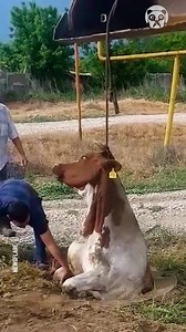 Saving cow from sewer manhole | Hungry Panda