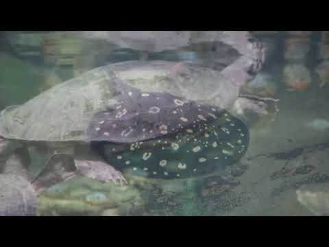 Amazon Basin Wildlife at Chicago's Shedd Aquarium