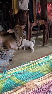 1.2M views · 32K reactions | বাচ্চাটা রাত্রে ডাকছিল#cow#reel#animals#facebookreel#animallover | Hello Andaman | Facebook