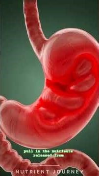 Inside the Human Body After Eating Meat – 3D Digestion & Nutrient Journey #3d #shorts