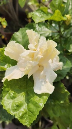 White Double petals hibiscus #tamali #flowers #hibiscus #floweringplant #garden #plants #nature