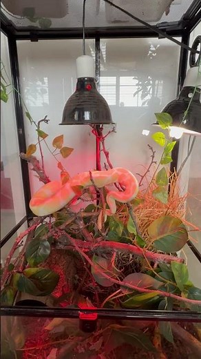 Ball python enclosure