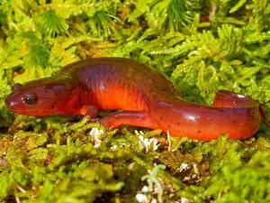 Mud salamander - Alchetron, The Free Social Encyclopedia