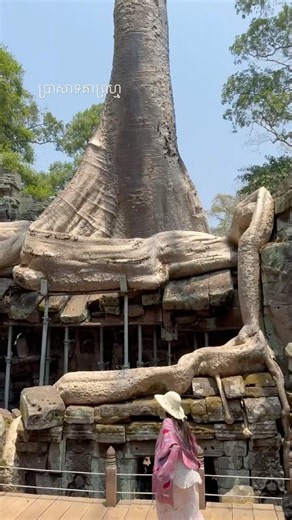 Ta Prohm Temple: Cambodia's Most Famous Ancient Heritage Hidden in the Jungle! 🌿🏛️