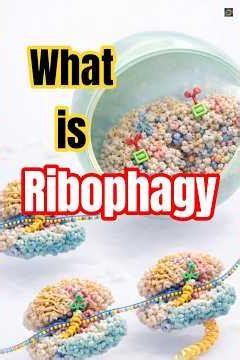 Ribophagy: How Cells Recycle Ribosomes