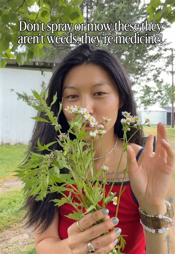 MOTHERWORT (Leonurus cardiaca) Best for: stress-related heart palpitations, anxiousness, postpartum recovery, perimenopause and menopause, painful or delayed periods. How to use: • Tincture — fresh flowering tops, 15-30 drops in water as needed (if you need a step by step guide I have one in my bio along with my families favorites recipes) • Tea — 1 tsp dried herb steeped 10 min (bitter, sweeten with raw honey) Best harvest: top ⅓ of flowering stalks in mid-to-late summer when first flowers open