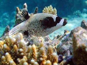 Masked puffer - Alchetron, The Free Social Encyclopedia