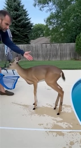 7.1K views · 69 reactions | A deer slips into a swimming pool and struggles to escape. The homeowner helps it out safely using a net. Real backyard rescue moment. | KING MIDAS | Facebook