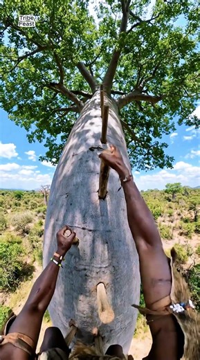 Hadza Hunter Climbing the Big Baobab 🌳🔥#triballife #shorts