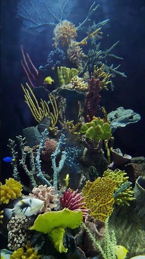 Relax and Watch Beautiful Tropical Fish Swim