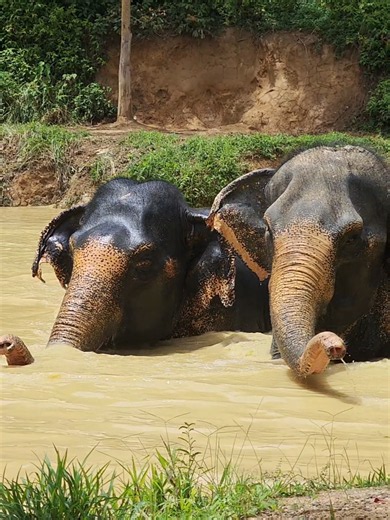 This spectacular video our playful elephants storming out of the water. An incredible sight. #elephant #elephantsanctuary #phuket #ethicalelephantsanctuary #play