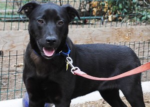 Meet Zach, a Young Black Lab/Collie Mix