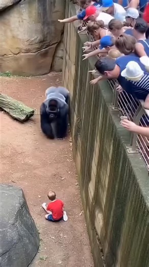 Animal Facts on Instagram: "A remarkable video from a zoo has surfaced showing the moment a silverback gorilla rescued a small boy who had fallen into its enclosure. The high-angle footage captures the crowd's terror as the child sits in the moat, but the mood shifts as the massive ape gently lifts him. The gorilla carried the boy to a low railing and held him up so that visitors could pull him to safety. In a final heartwarming gesture, the gorilla looked up and offered a slow wave goodbye to t