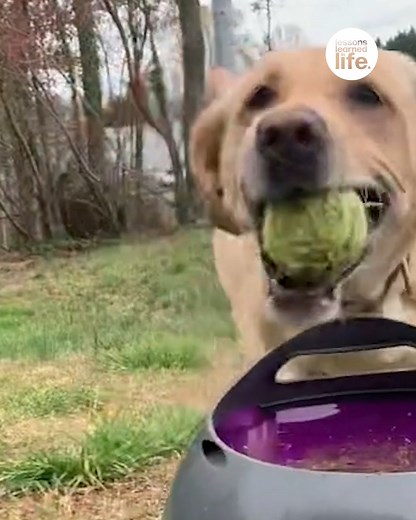 Clever doggo uses machine to play fetch with herself | Lessons Learned In Life