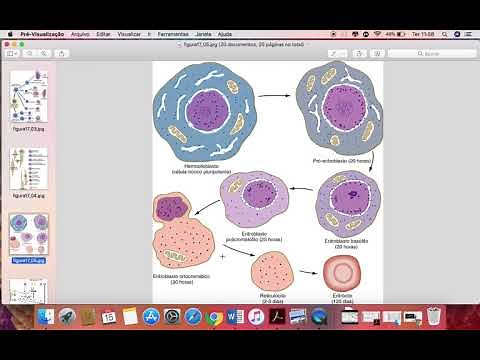 Embriologia - Desenvolvimento do sistema cardiovascular