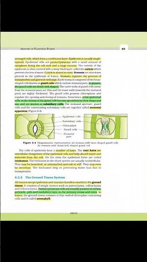 Anatomy of flowering Plants highlighted NCERT by Dr Vipin sir pw #vipinsir #viralvideo#neet@Geleven