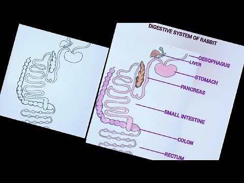How to draw digestive system of rabbit