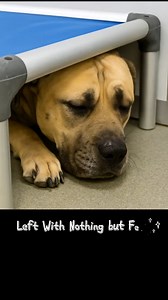 Animal Details: Name: SHOCKA Animal ID: A422227 Breed: Mastiff Mix Gender: Male (not neutered) Age: 4 years old Weight: 92 lbs Status: Owner Surrendered — no information provided Heartworm test: Not completed Behavior: Shy, skittish but sweet; sits for treats, walks well on leash, housebroken Other dogs: Seems to do well, meet & greet recommended Shelter Location: Cumberland County Animal Services 4704 Corporation Dr, Fayetteville, NC 28306 Email: CCAC@co.cumberland.nc.us #SaveShocka #AdoptTheFo