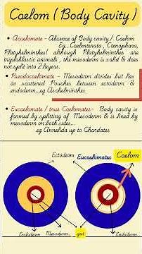 Coelom l Body Cavity l Animal Kingdom l Acoelomates vs Coelomates l Class 11 NEET Biology l NCERT