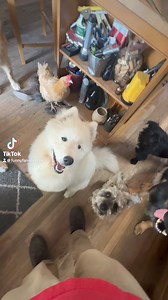 12K views · 747 reactions | Just normal daily life at the Funny Farm… | Funny Farm Rescue | Facebook