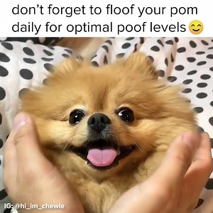 827K views · 34K reactions | Don't forget to fluff your pom | BuzzFeed Animals | Facebook