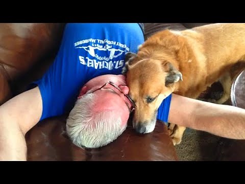 Most Funny And Cute Moments Dog In Love With Their Human ❤️