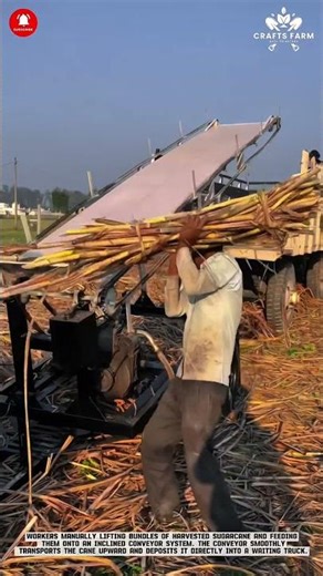 Sugarcane Conveyor Loader: Streamlined Field-to-Truck Cane Handling Process