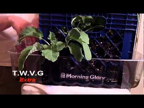 Milk Crate Gardening: The Wisconsin Vegetable Gardener Extra 5