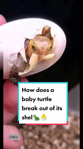How does a baby turtle break out of its shell🥚🐣🐢#turtle #turtles #turtletok #turtlelover #reptile #reptiletiktok #🐢