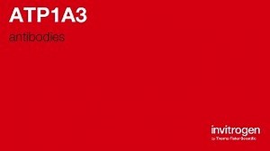 Anti-ATP1A3 Antibodies | Invitrogen