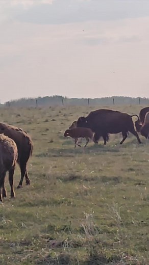 Big D Bison on Reels