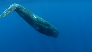 10K views · 1.1K reactions | The Azores Archipelago is a magnet for...