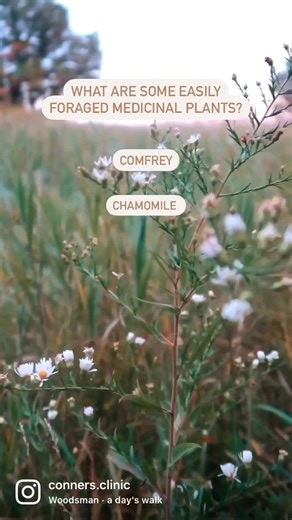 Did you know how easy it is to forage for some great medicinal plants? Some of these plants can often be found in many backyards or on a nature walk near you. Just always make sure that the area you are foraging from is not being sprayed with pesticides or herbicides to avoid toxins. Comfrey — Comfrey is a great plant to use in salves & poultices for wound healing, aches, & pains. It grows very rapidly, which is great for foraging & drying for these purposes. Chamomile — Chamomile makes a great 