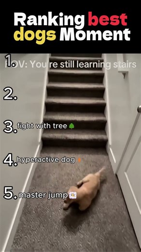 Ranking best dogs Moment #dog #dogshorts #top5 #ranking #dogs