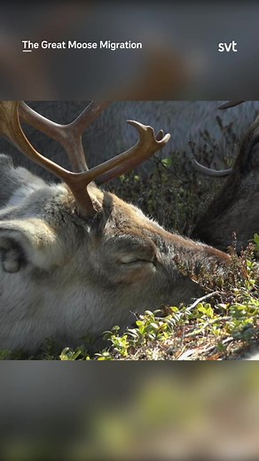 Morning Rituals: Witnessing The Great Moose Migration