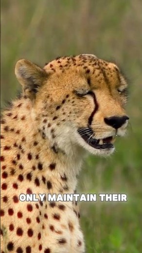 The Secret Behind Cheetah’s Speed #cheetah #fastestanimal